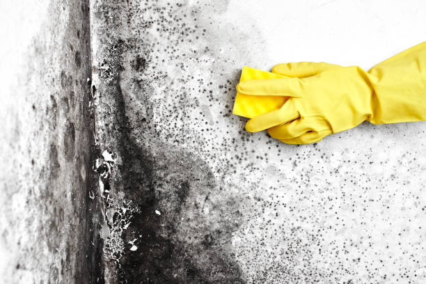 Best Mold Remediation for Rental Properties  in Pratt, KS