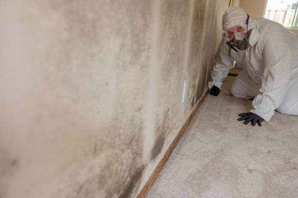 Best Post-Construction Mold Inspection  in Pratt, KS